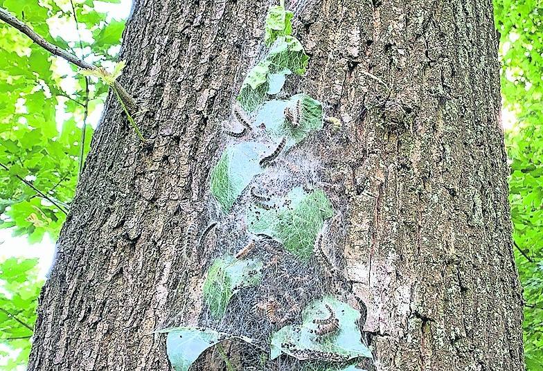 mags wird im Mai die Nester des Eichenprozessionsspinners im öffentlichen Raum entfernen.