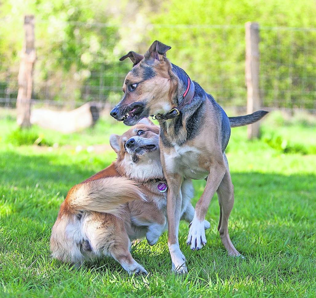  Corgi James und Schäferhund-Mix Javi toben auf der Hundewiese. 