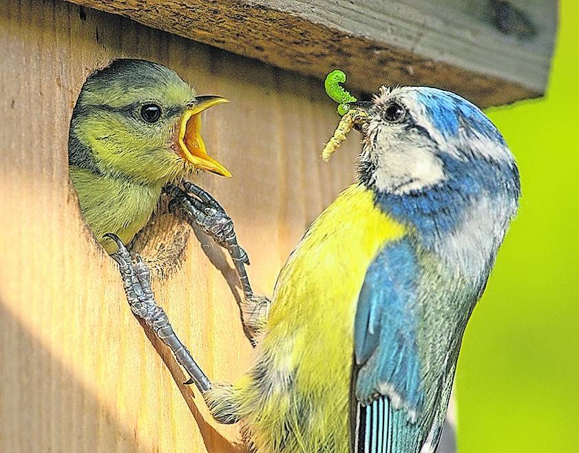Leider ein selten gewordener Anblick: Ein Blaumeise bei der Fütterung der Brut.
