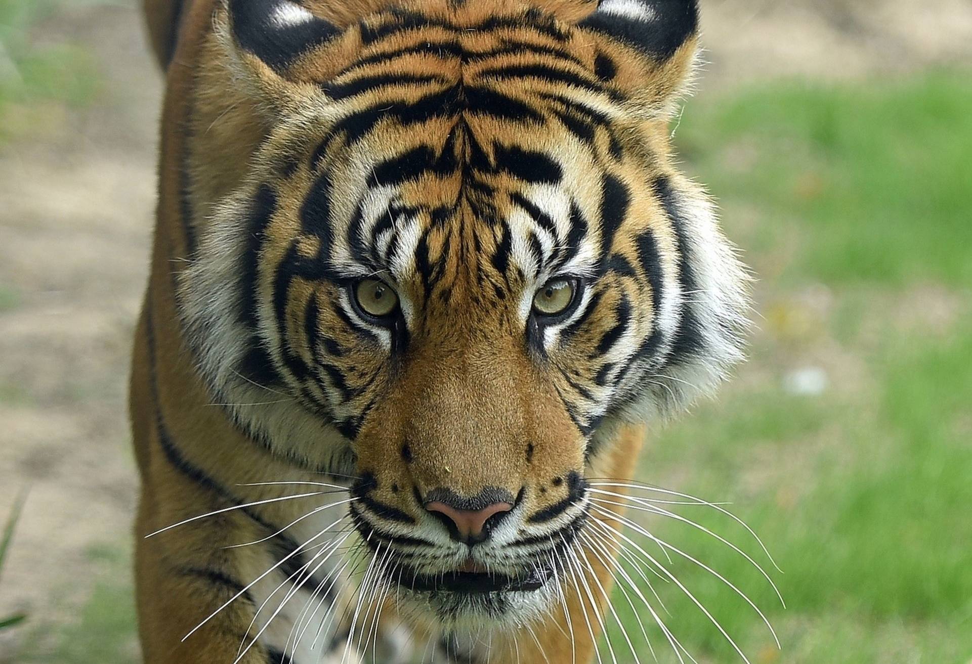 „Mau“ zog nun in den Zoo Krefeld ein.	Foto: Zoo Krefeld/Vera Gorissen