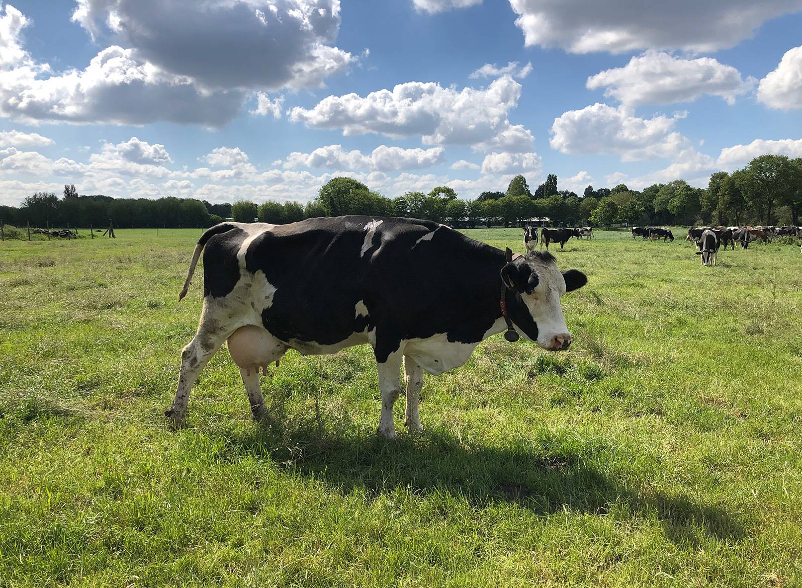 Das Krefelder Stadtmarketing empfiehlt die kulinarische