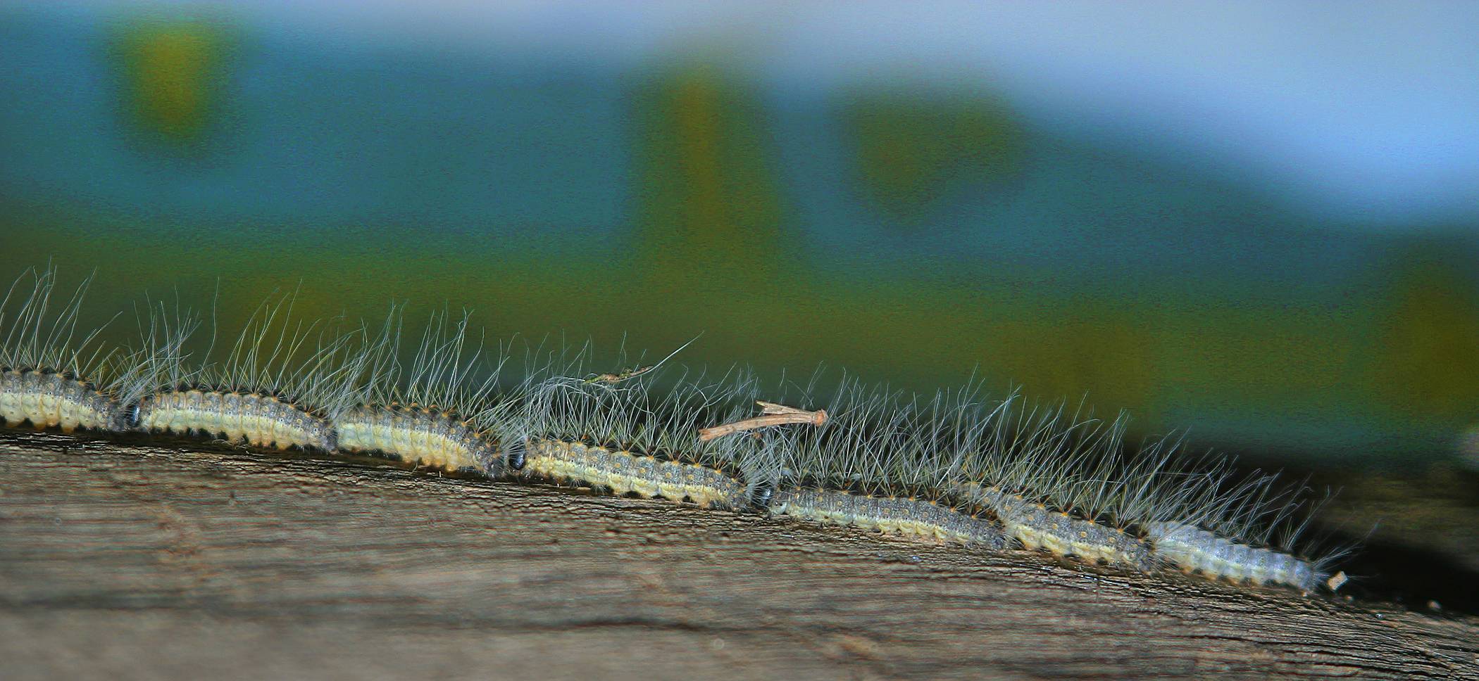 Eichenprozessionsspinner sollen mechanisch bekämpft werden