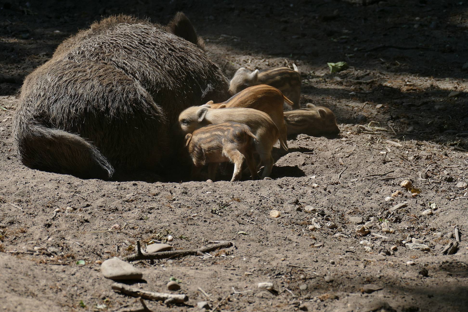 Wildschwein-Nachwuchs am Hülser Berg
