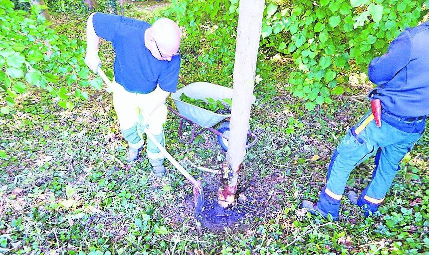  Dieser junge Ahorn, der seit etwa zehn Jahren auf dem Friedhof steht, wurde massiv beschädigt. 
