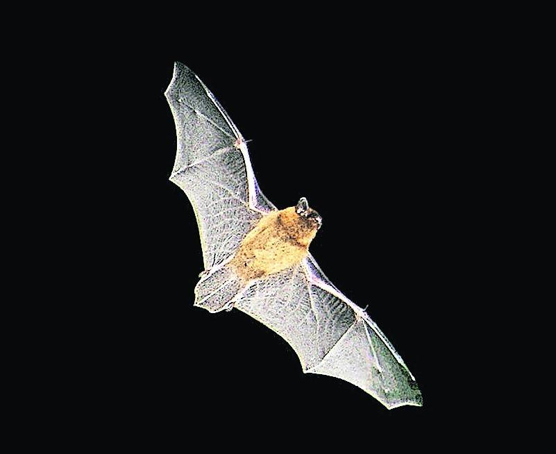 Zwergfledermaus (Pipistrellus) im Flug.