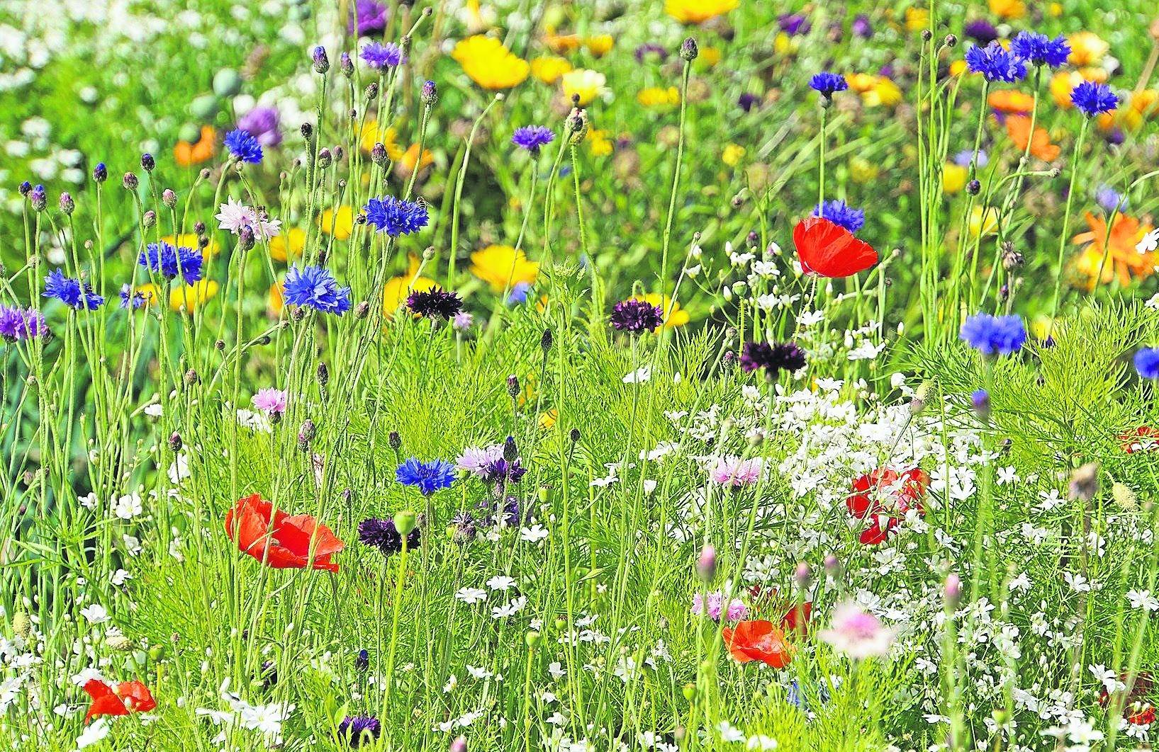  : Wildblumen suchen ein Zuhause