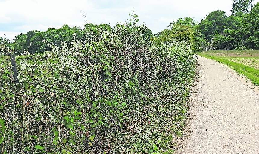 Ein Bild der Verwüstung bietet sich am Rand eines städtischen Grundstücks im Eiger in Giesenkirchen.