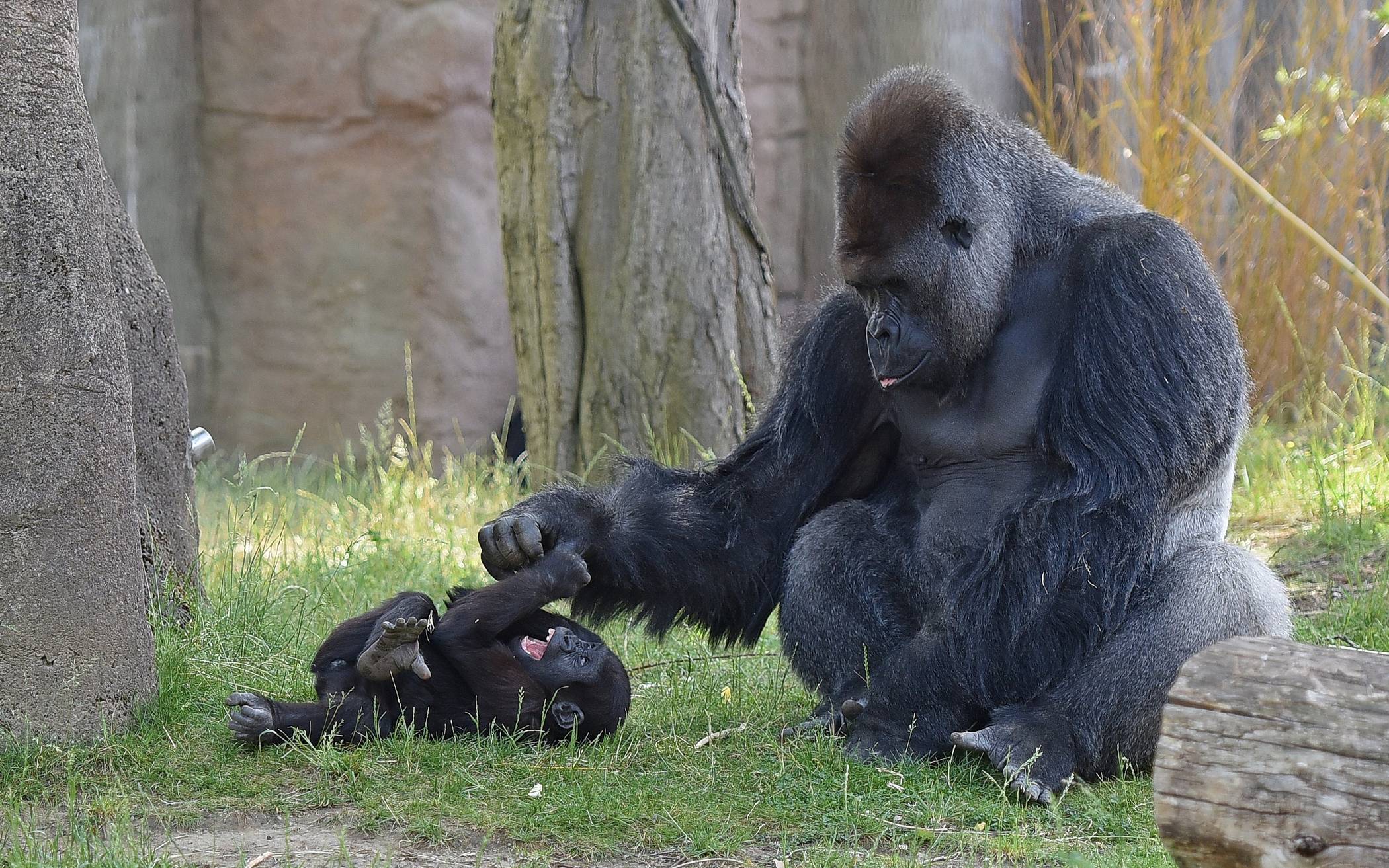 Die Beobachtung von Tieren im Zoo ist als Bildungserlebnis anerkannt.  