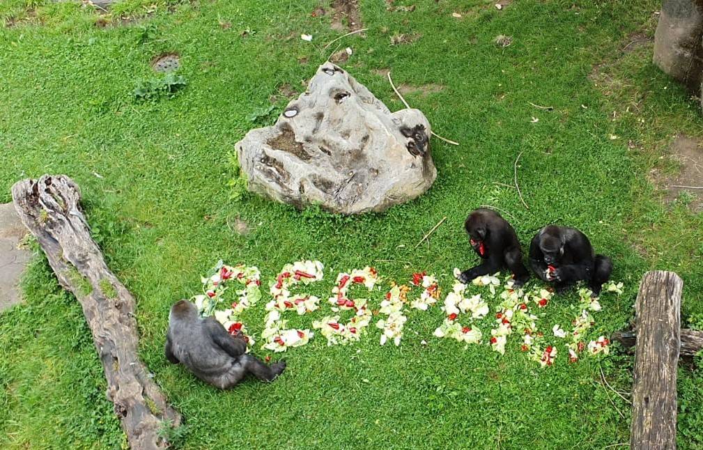  Salat, Paprika und Nüsse – auf das gebotene Festmahl im Schriftzug „Respekt“ stürzten sich die Gorillas im Zoo Krefeld. Symbolisch überreichte damit die „respekt. in Krefeld“-Initiative ihre Großspende über 77.000 € für das geplante „Artenschutz-Zentrum AffenPark“. 