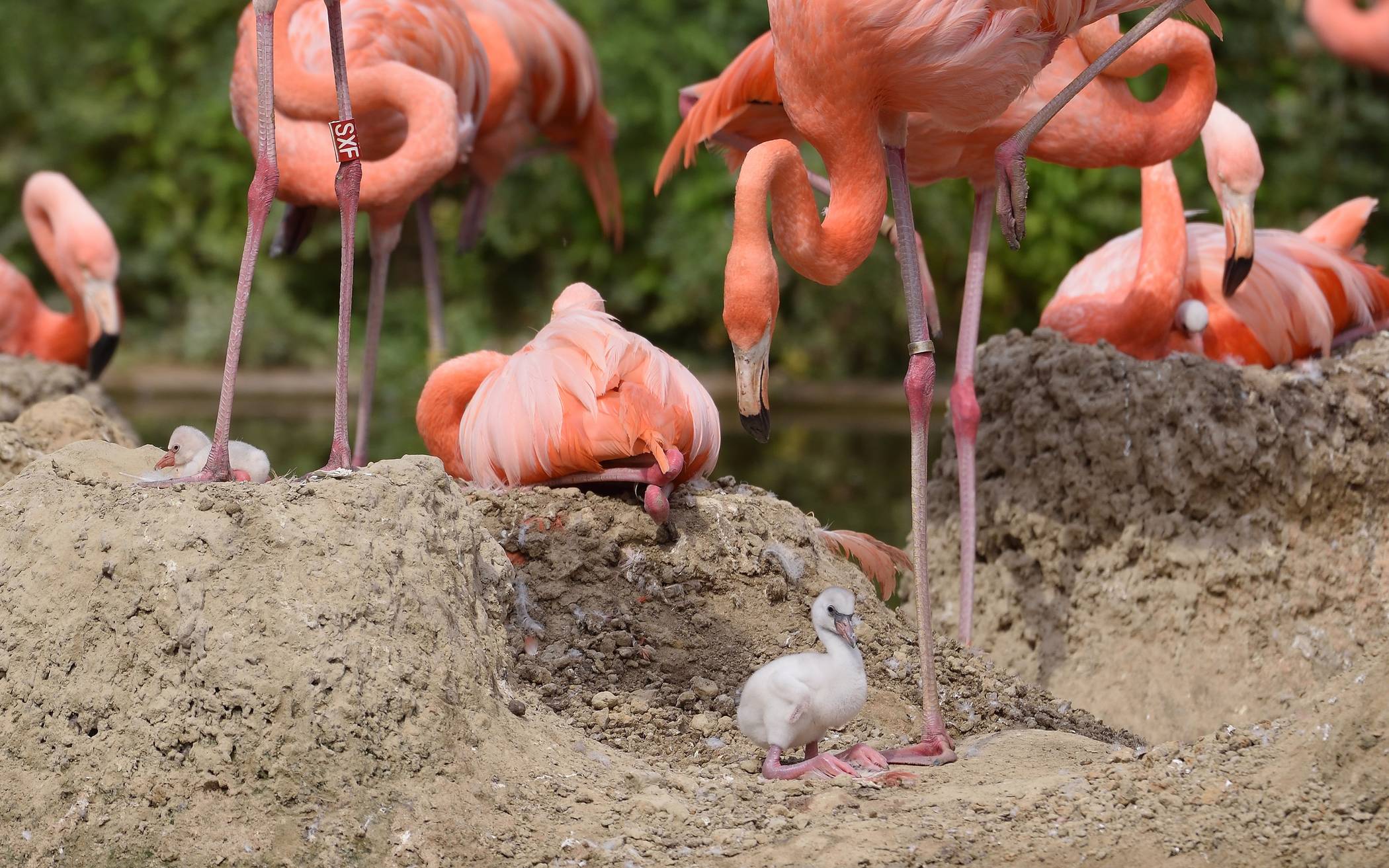Nachwuchs bei den Flamingos
