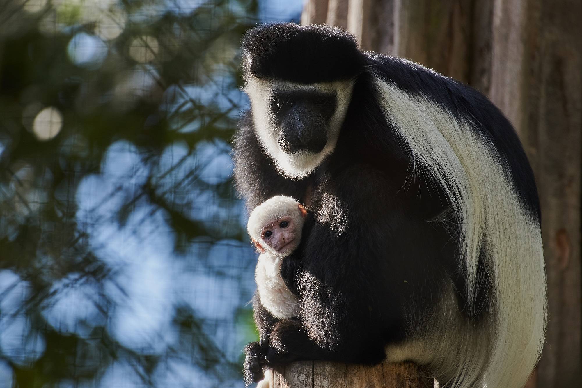 Bedrohte Guereza-Affen: Süßer Nachwuchs im Krefelder Zoo