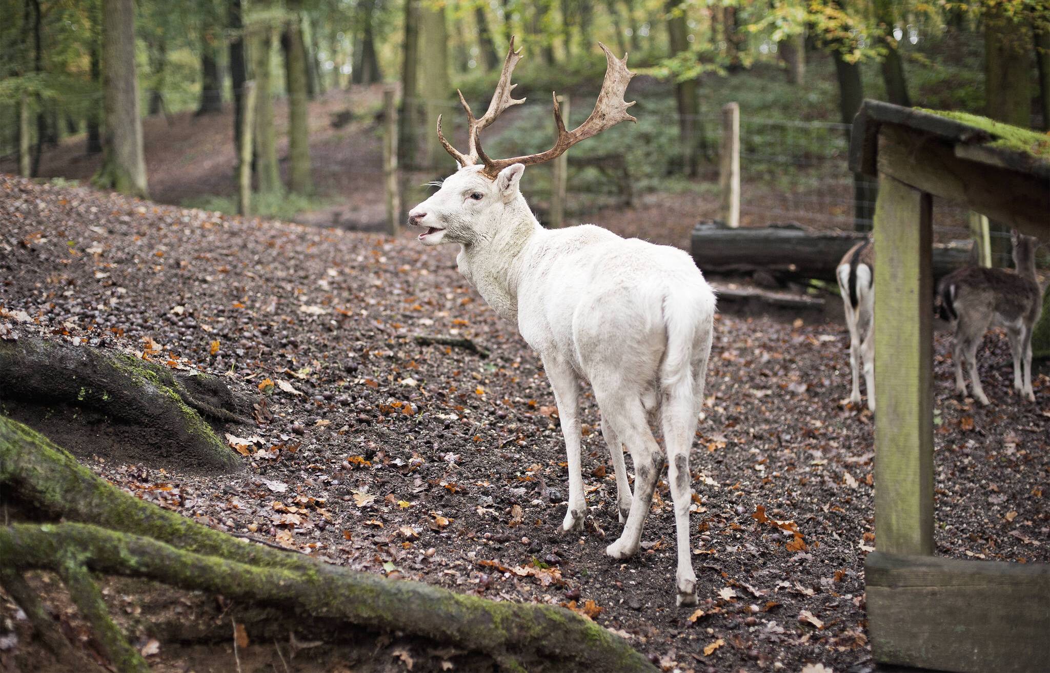 Der Stadtpark aus der Vogelperspektive.