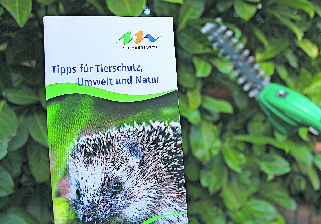  Jetzt im Oktober dürfen Hecken wieder radikal zurückgeschnitten werden. Von März bis September hingegen ist nur ein schonender Form- und Pflegeschnitt erlaubt. Diesen und viele weitere Tipps und Hinweise gibt es in der neuen, kostenlosen Broschüre der Stadtverwaltung. 