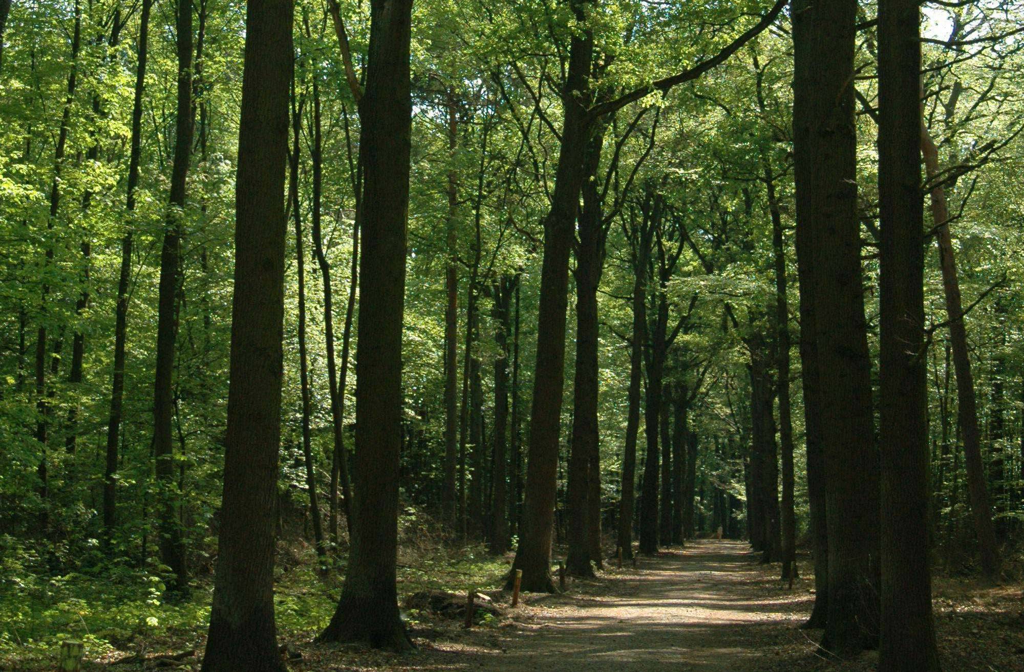 Ferientipp für Krefeld: Spaziergang im Forstwald