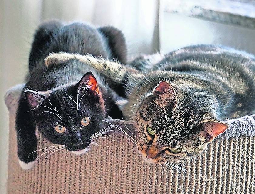  Molly und Luna haben ein neues Zuhause gefunden. Doch viele Straßenkatzen brauchen noch Hilfe. Dafür benötigt der Verein Notfelle Niederrhein Spenden. 