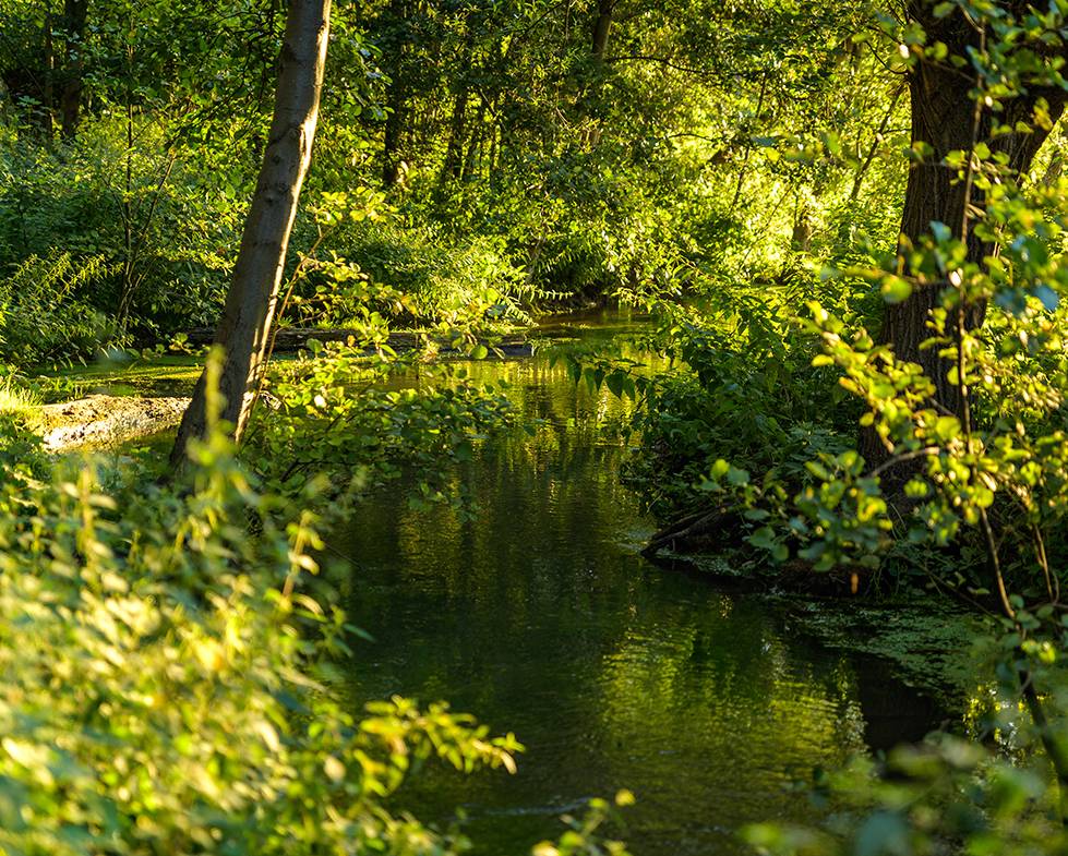 Die Niers im Bresgespark soll bis