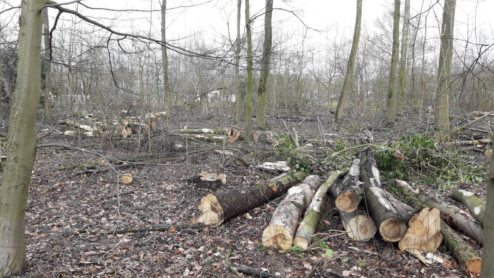  Pilzbefall und Trockenheitsschäden sind im Zechenwald Niederberg immer wieder ein Problem. Der Rußrindenpilz gefährdete z.B. 2019 (Bild) den Bergahornbestand. 