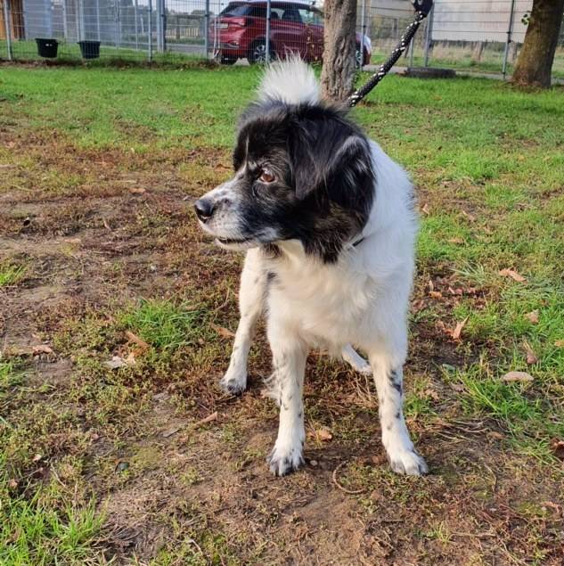  Pepe steht stellvertretend für die knapp 1000 Tiere, die in 2020 im Tierheim Moers betreut wurden. 