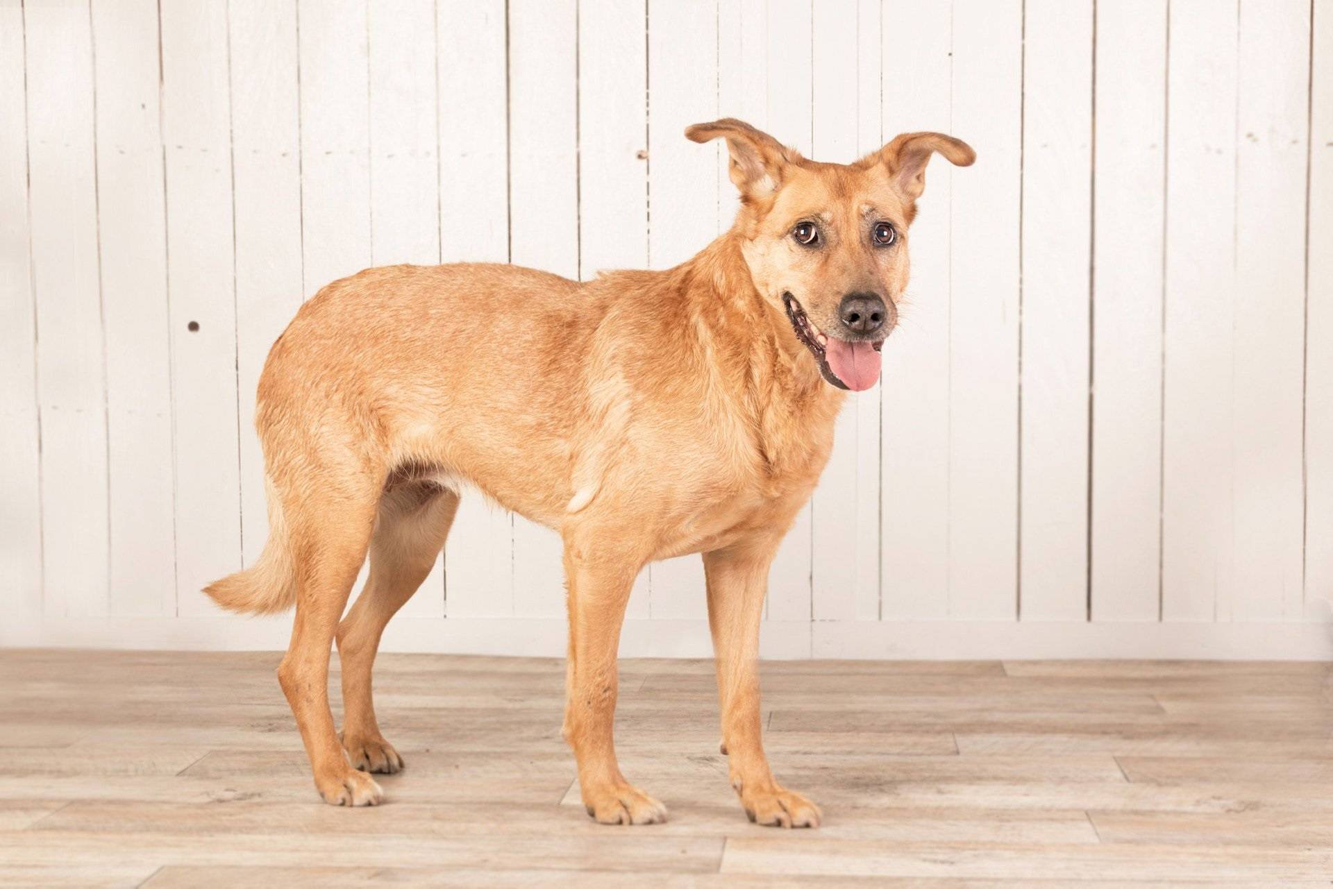 Sonja aus der Tierherberge Kamp-Lintfort.