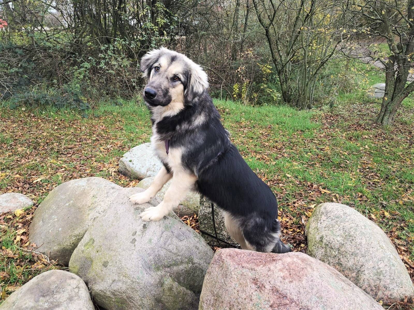  Mila aus der Tierherberge Kamp-Lintfort.  