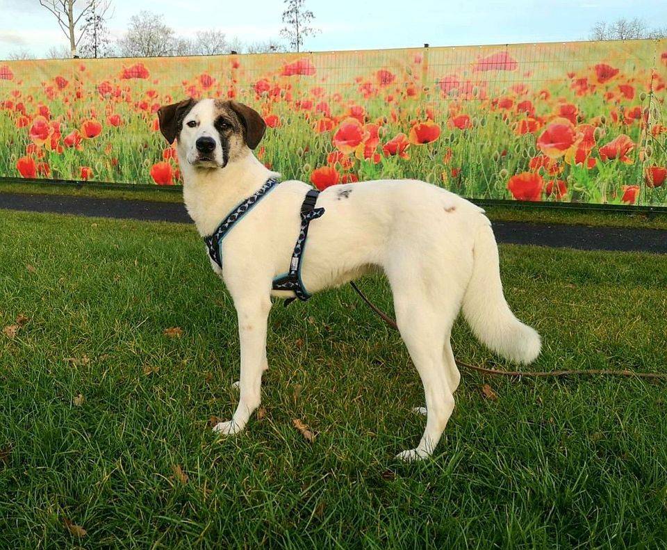 Clara aus der Tierherberge Kamp-Lintfort