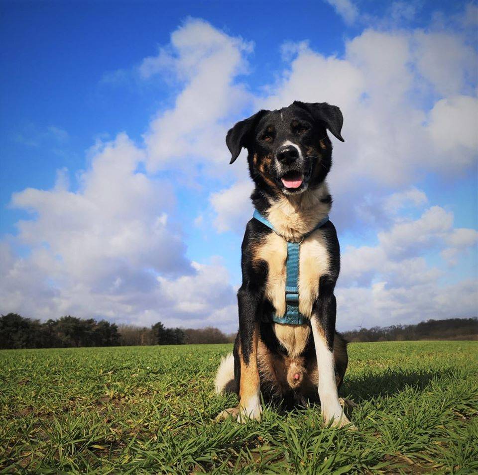 Kalli aus der Tierherberge.