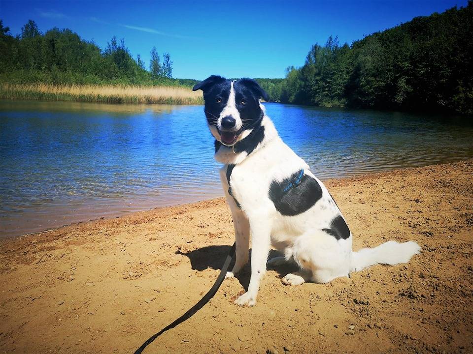  Leon aus der Tierherberge.  