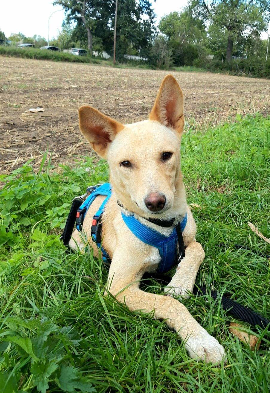 Bonny aus der Tierherberge