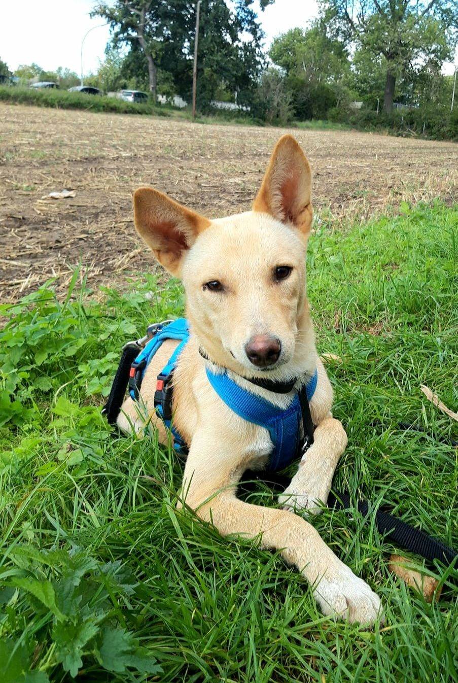 Bonny aus der Tierherberge