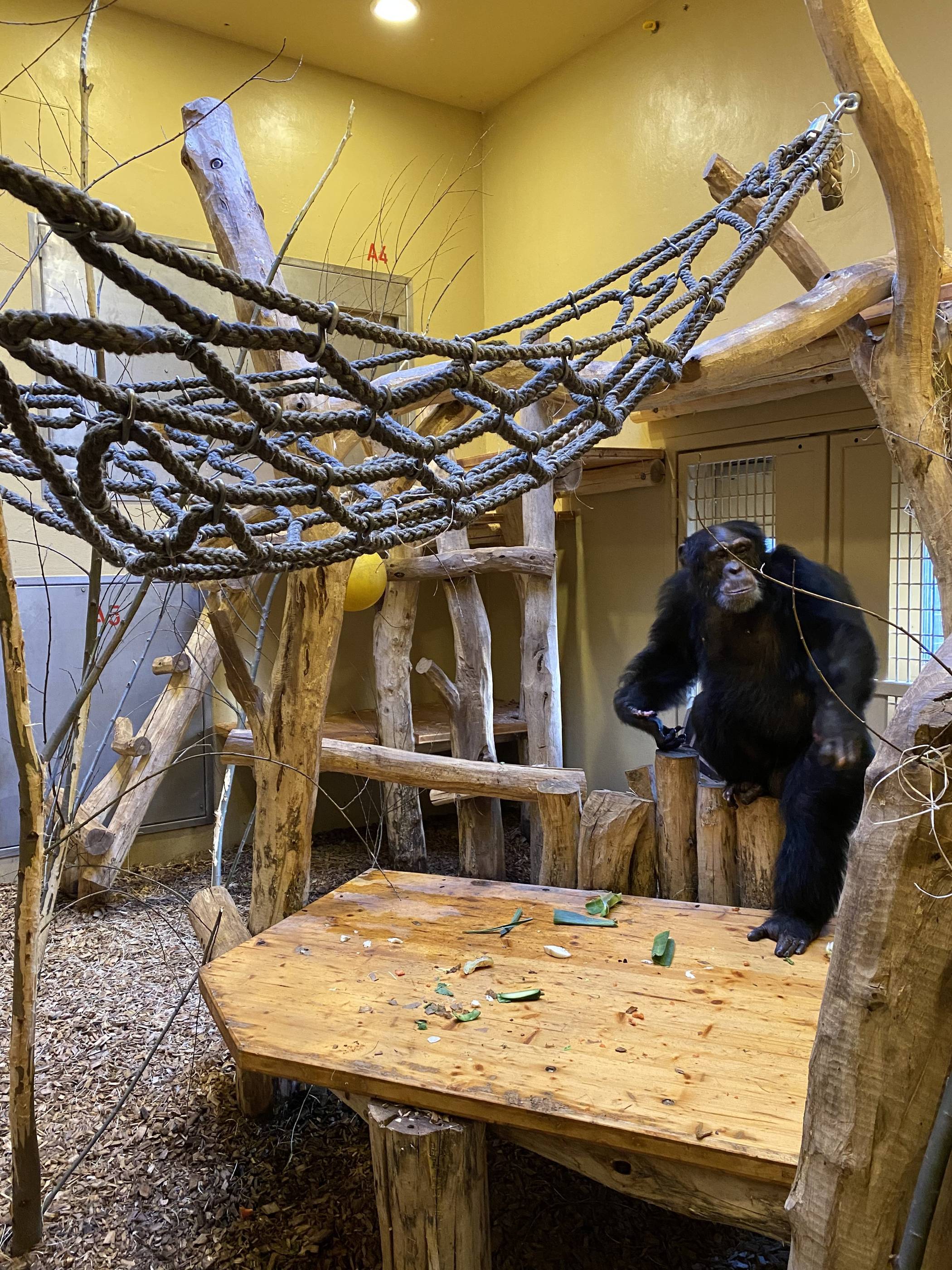 Blick ins Schimpansenhaus: Trotz der beengten Raumverhältnisse fühlen sich die Affen nach dem Eindruck ihrer Pfleger wohl. Foto: Zoo Krefeld