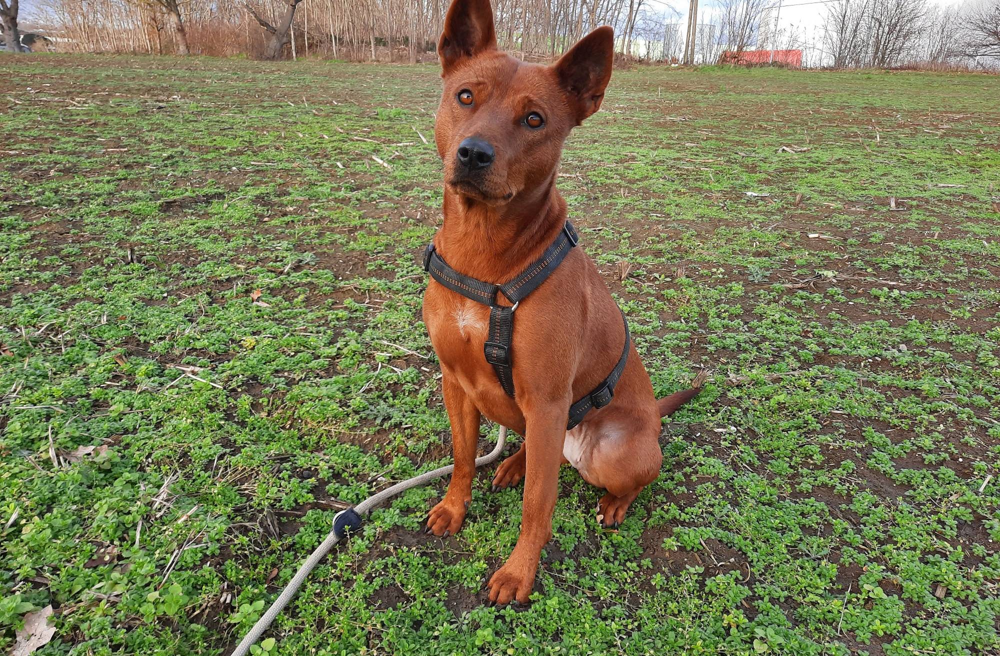 Tia aus der Tierherberge Kamp-Lintfort.