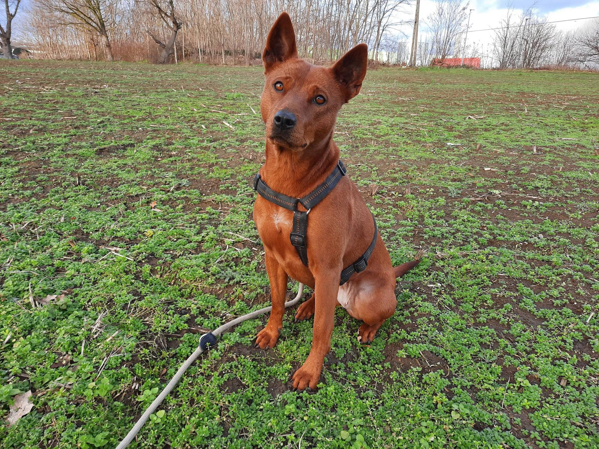  Tia aus der Tierherberge Kamp-Lintfort. 