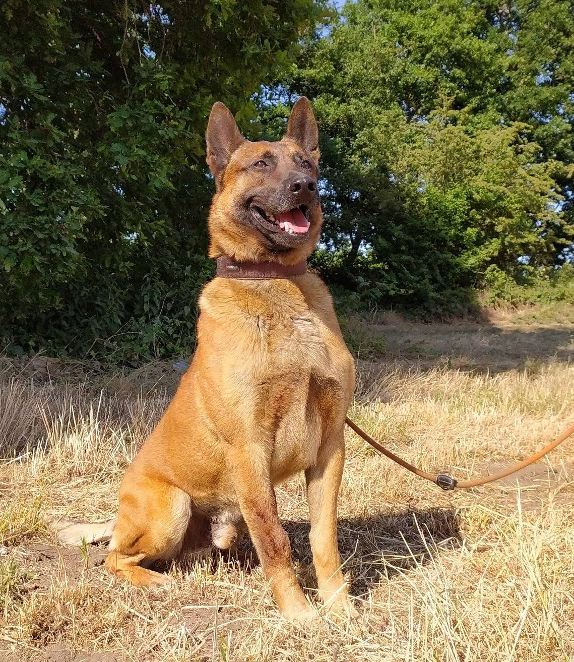 Torros aus der Tierherberge Kamp-Lintfort.